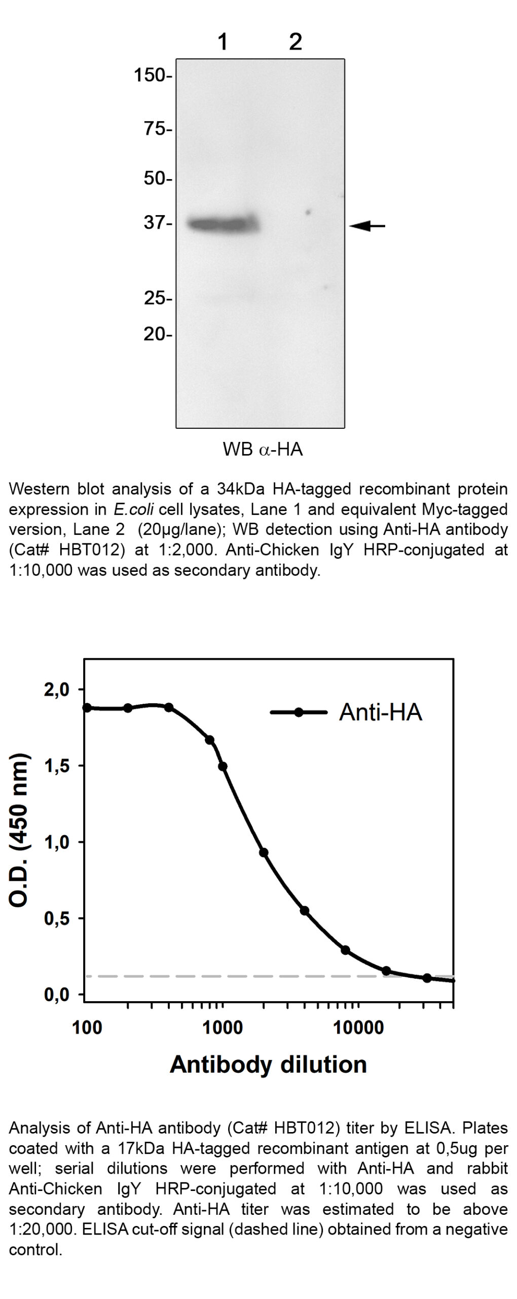 Anti-HA-image